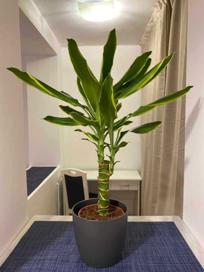 Take Pro Timisoara Apartment Εξωτερικό φωτογραφία